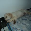 My dog